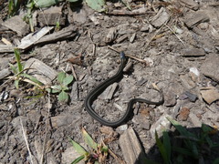 Thamnophis butleri