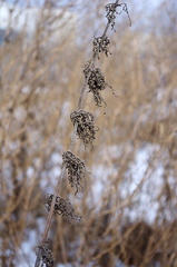 Urtica dioica