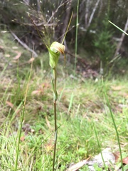 Pterostylis decurva