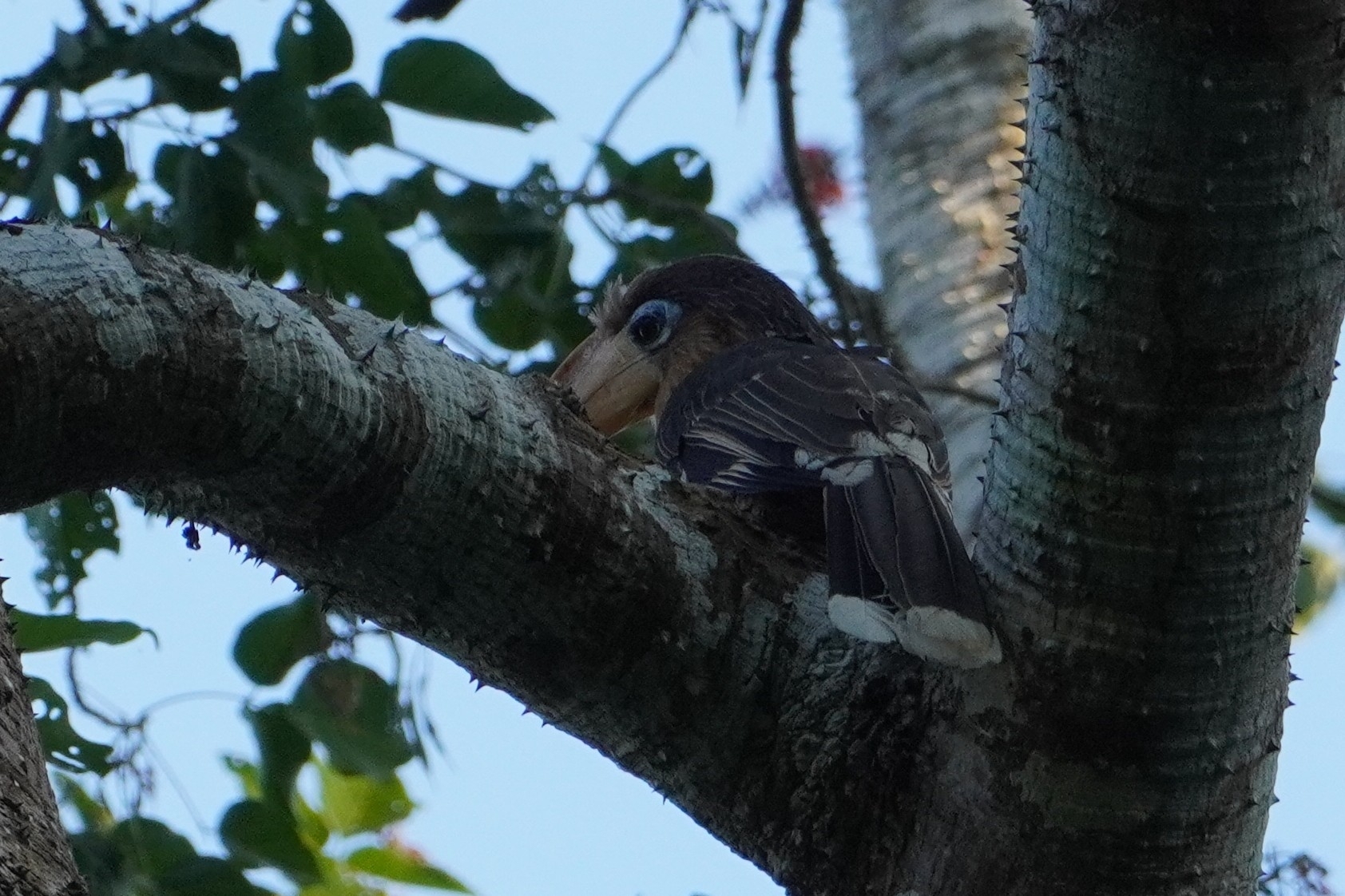 Tickell's Brown Hornbill (Anorrhinus tickelli), photo 1