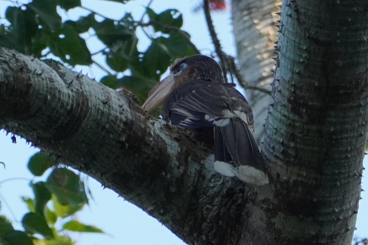 Tickell's Brown Hornbill (Anorrhinus tickelli), photo 2