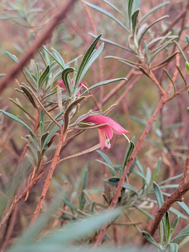 crimson turkey bush (Eremophila latrobei)