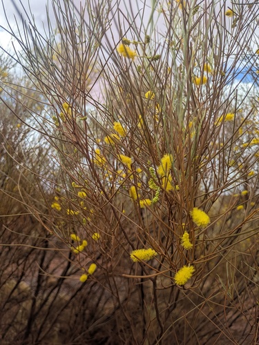 Silver-leaf Mulga (Acacia wanyu)