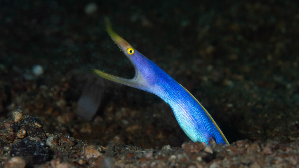 Black Leafnosed Moray Eel (Rhinomuraena quaesita)