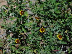 Encelia conspersa