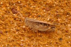 Acorypha decisa