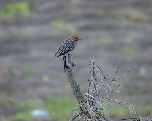 Guatemalan Flicker (Colaptes mexicanoides)