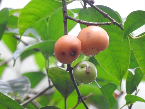 Garcinia parvifolia observed 2026-02-16