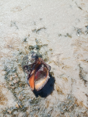 Stramonita brasiliensis