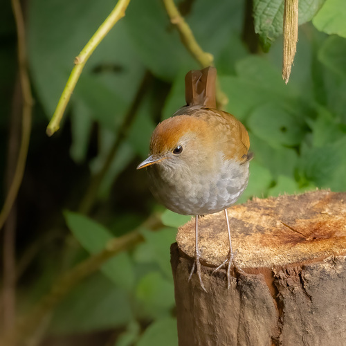 Ruddy-capped Nightingale-Thrush (Catharus frantzii), photo 2