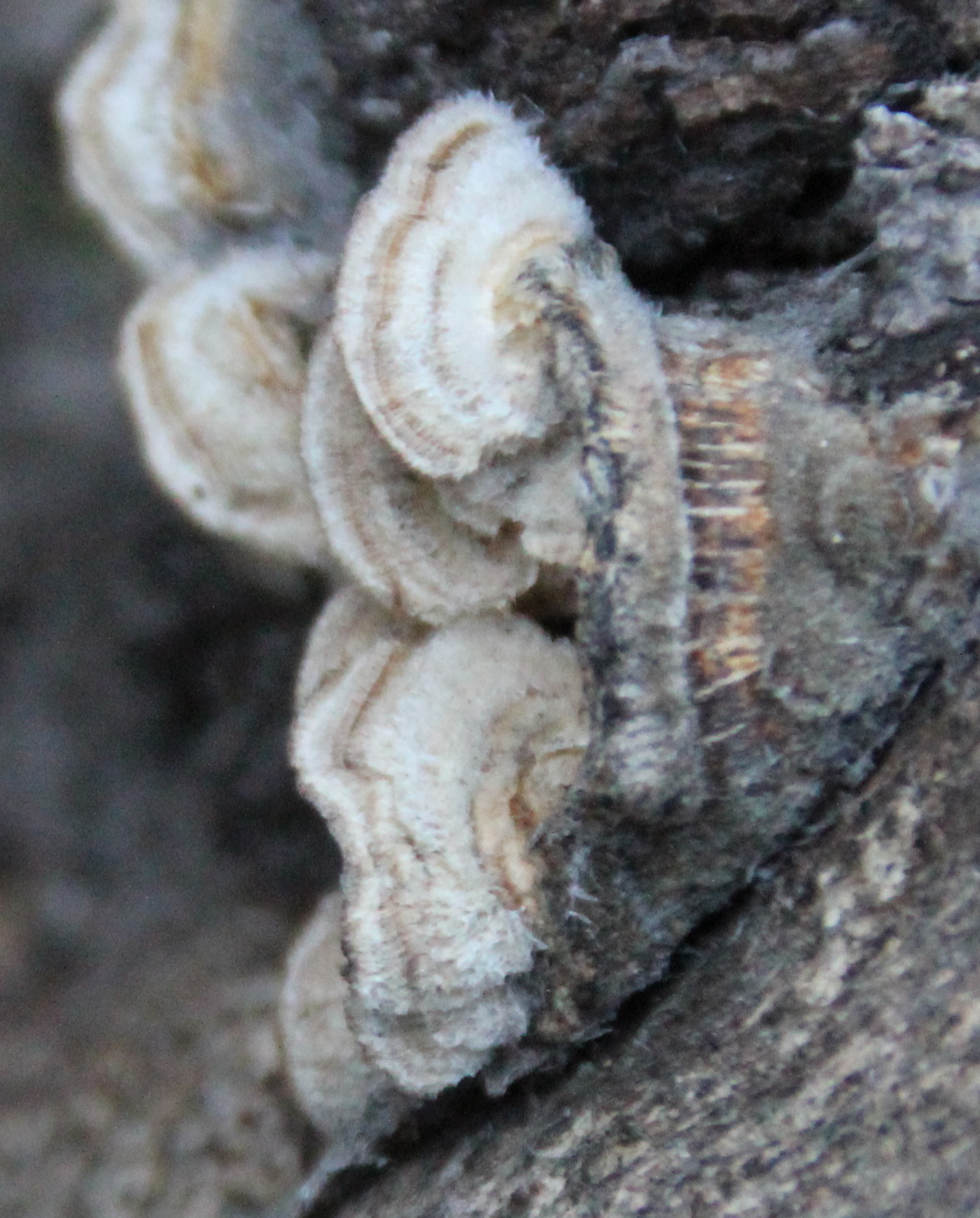 Stereum hirsutum image