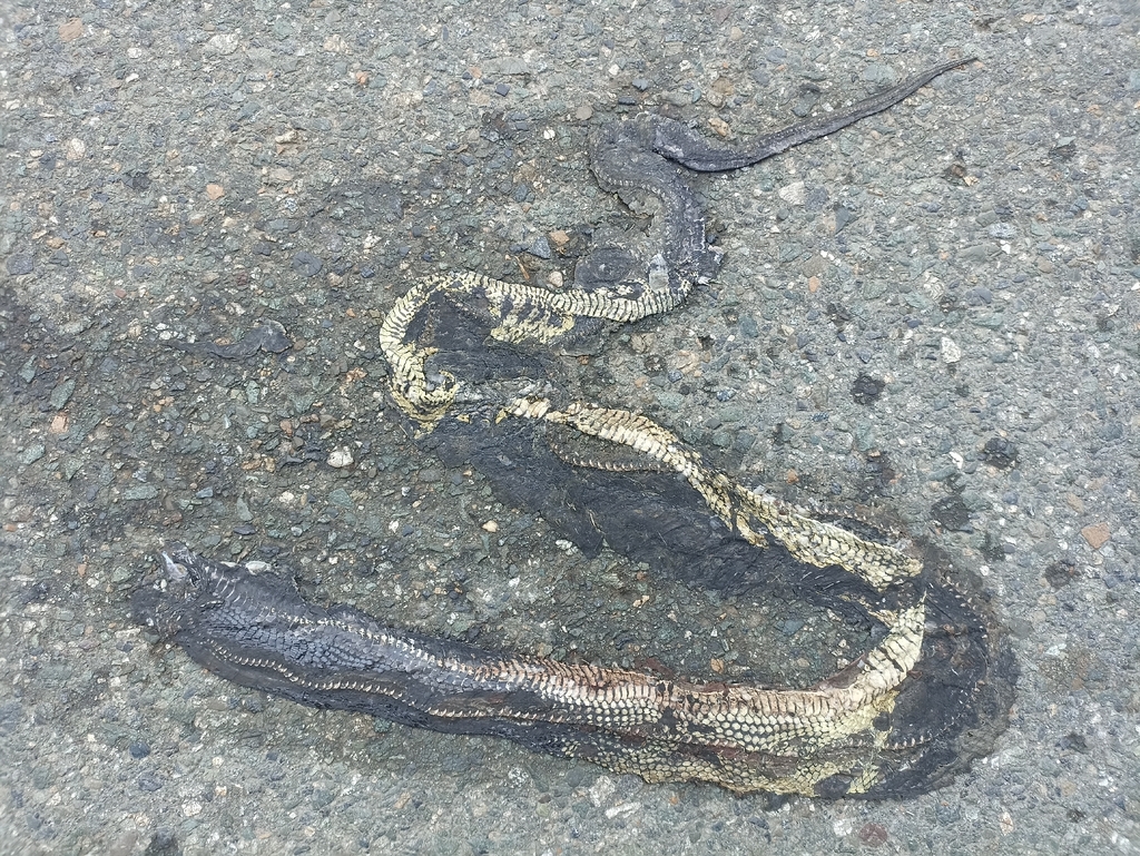 Celebes Black-tailed Ratsnake (Gonyosoma jansenii)