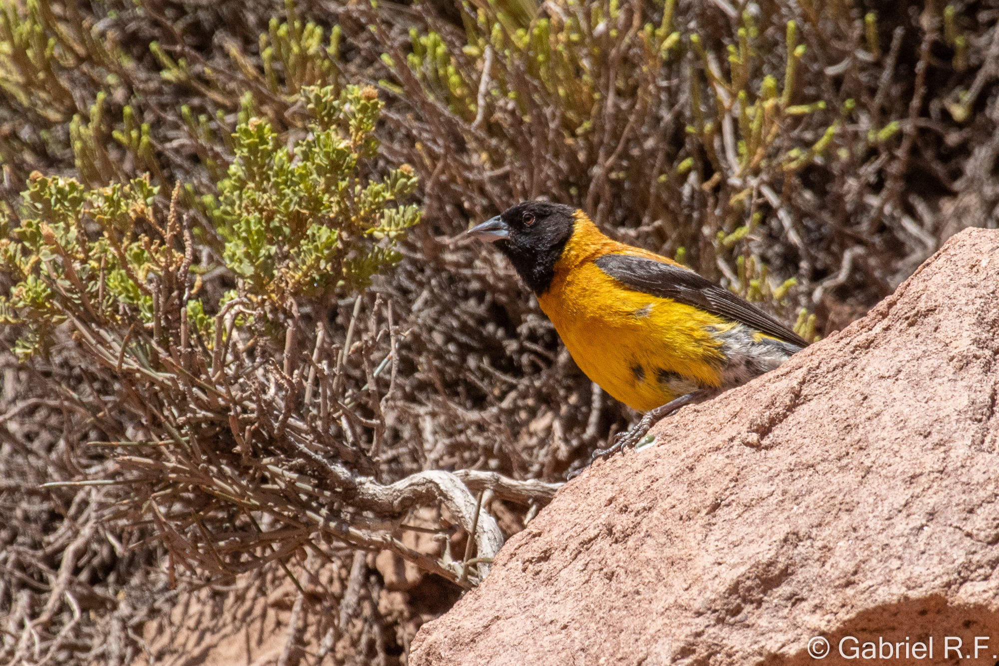 Black-hooded Sierra Finch (Phrygilus atriceps), photo 4