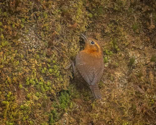 Rufous-browed Wren (Troglodytes rufociliatus)