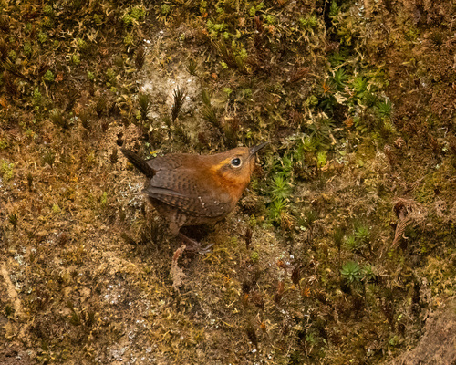 Rufous-browed Wren (Troglodytes rufociliatus), photo 2