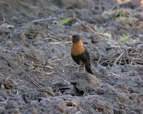 Rufous-collared Thrush (Turdus rufitorques), photo 3