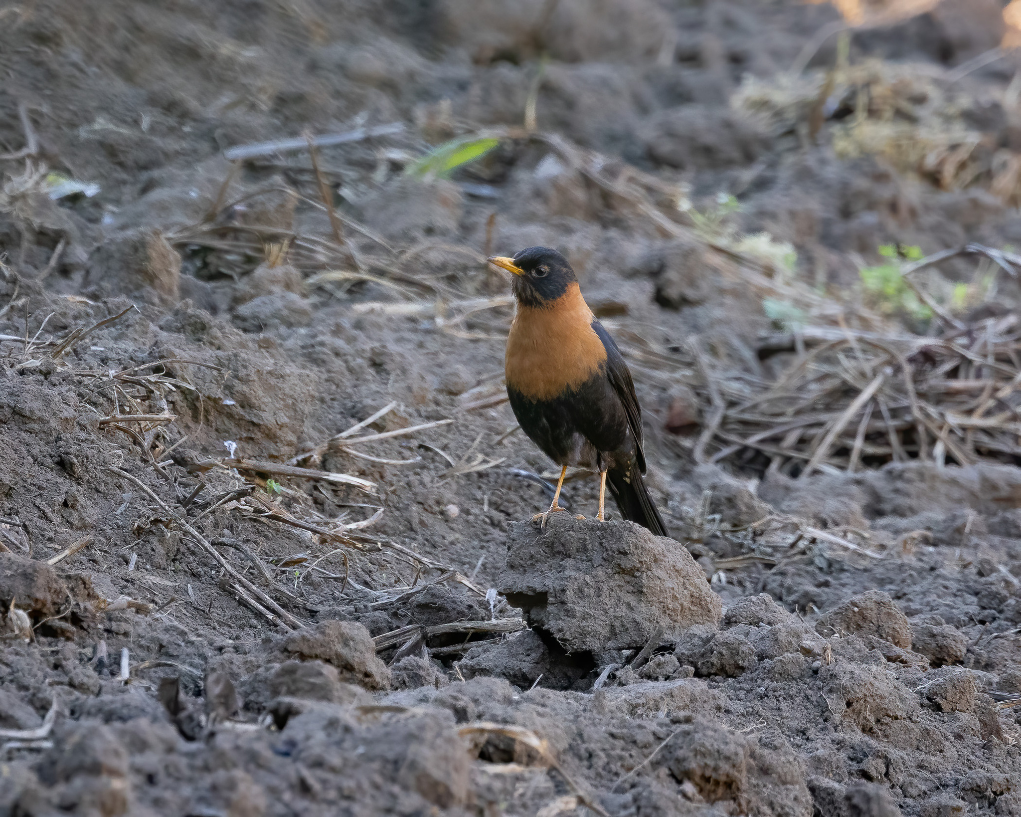 Rufous-collared Thrush (Turdus rufitorques), photo 3