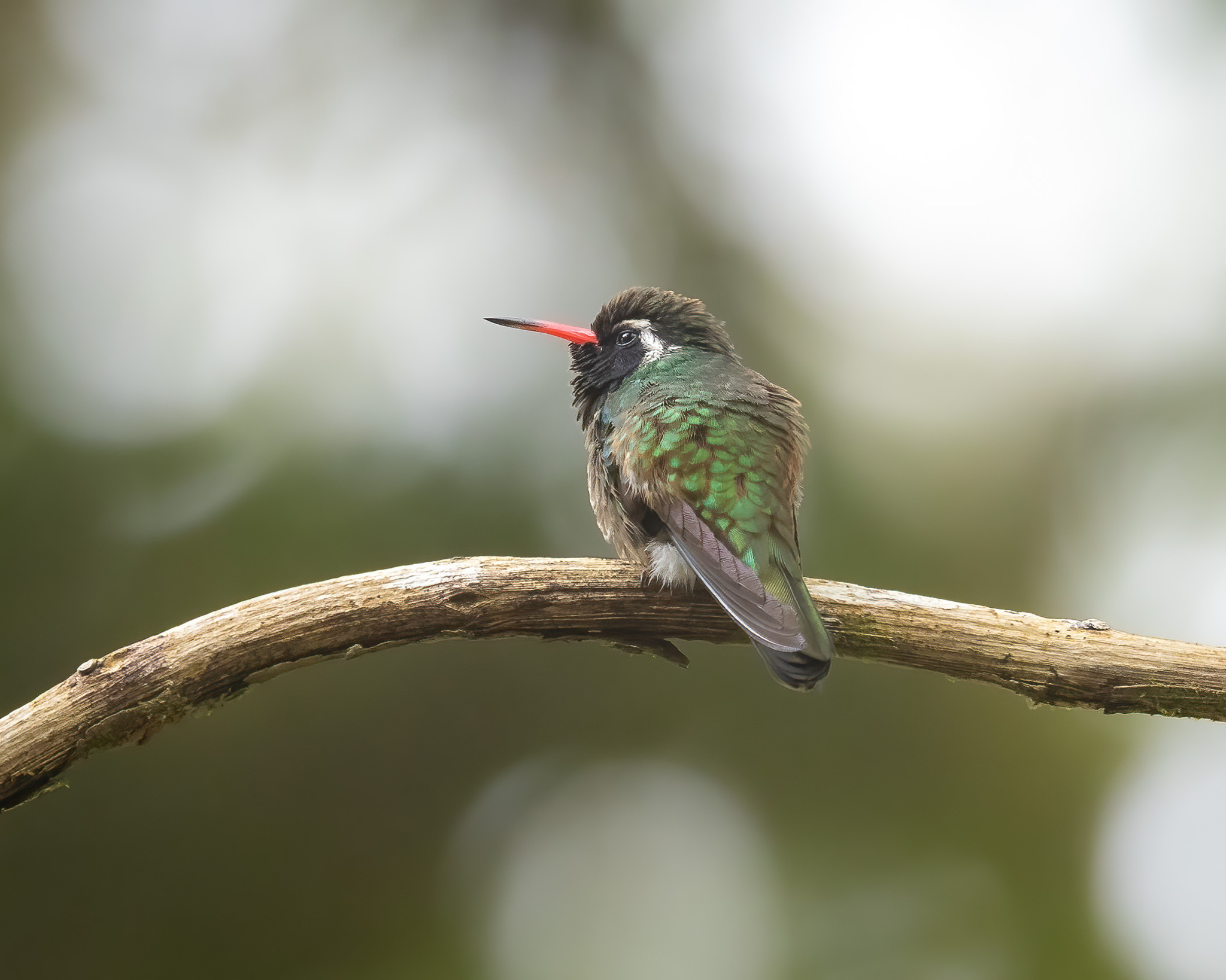 White-eared Hummingbird (Basilinna leucotis), photo 7