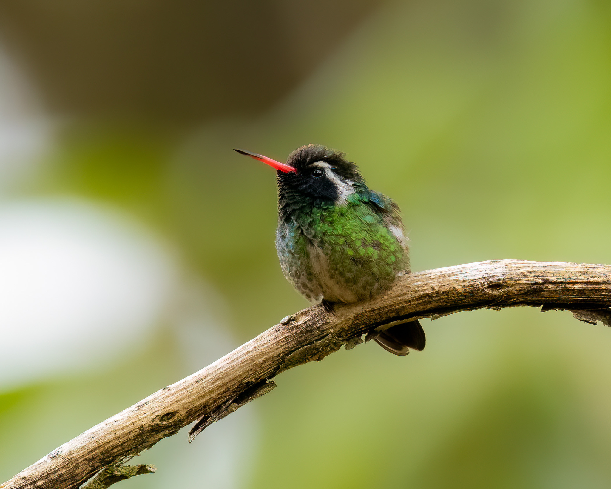 White-eared Hummingbird (Basilinna leucotis), photo 8