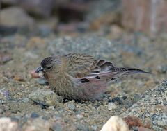 Leucosticte australis