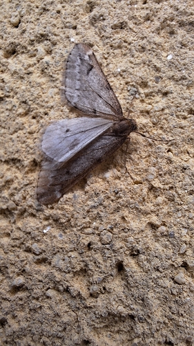 Alsophila aescularia