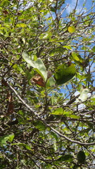 Diospyros sonorae
