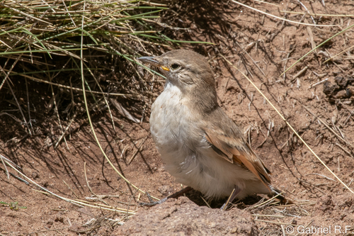 Puna Miner (Geositta punensis)