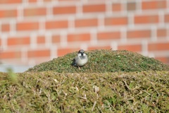Passer domesticus