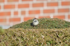 Passer domesticus