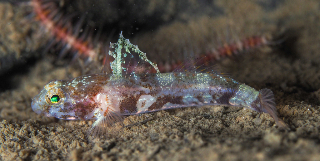 Diminutive Goby