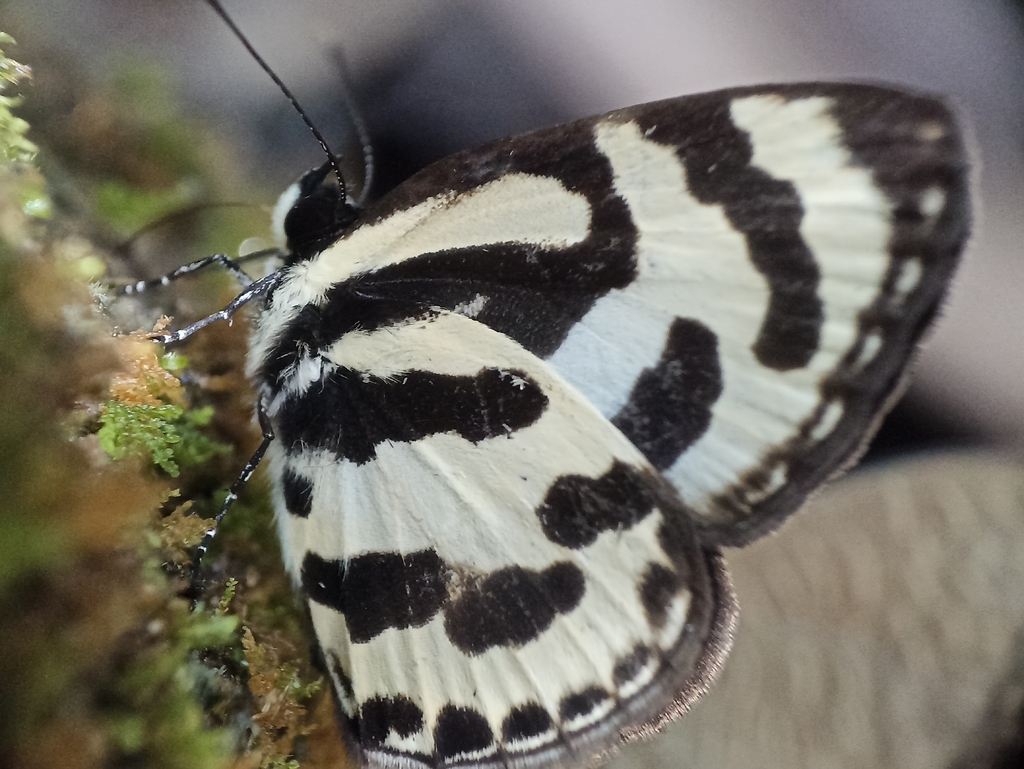 Angled Pierrot (Caleta caleta)