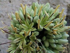Agave victoriae-reginae