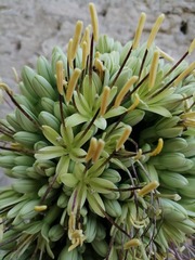 Agave victoriae-reginae