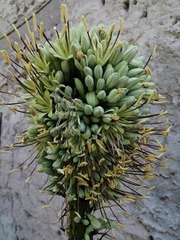 Agave victoriae-reginae
