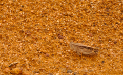 Acorypha decisa