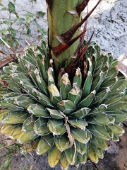 Agave victoriae-reginae