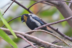 Silver-Backed Tanager photo 5