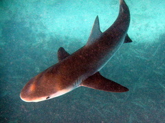 Carcharhinus galapagensis
