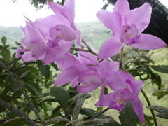 Laelia