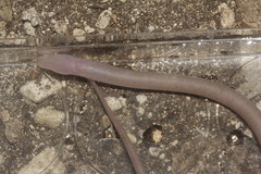 Ophisternon infernale