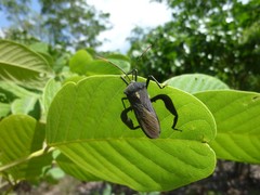 Anoplocnemis