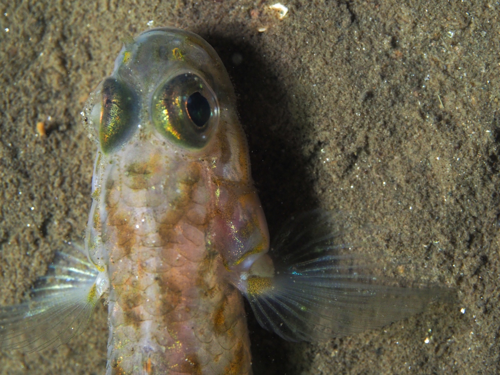 Frie's goby (Lesueurigobius friesii) — Gobiidae