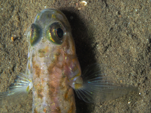 Frie's goby (Lesueurigobius friesii) — Gobiidae