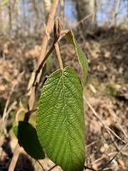 Viburnum rhytidophyllum