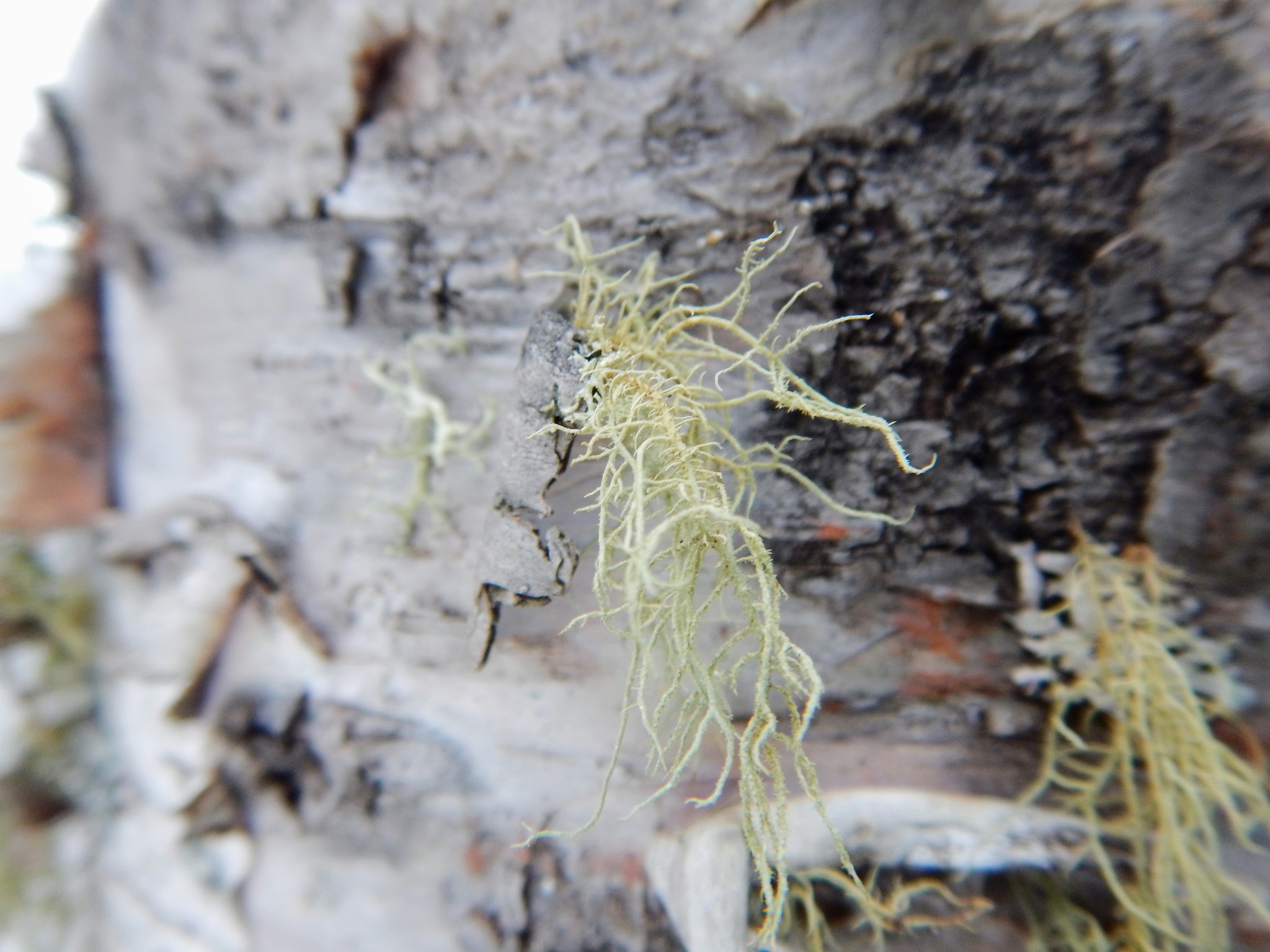 Usnea hirta image