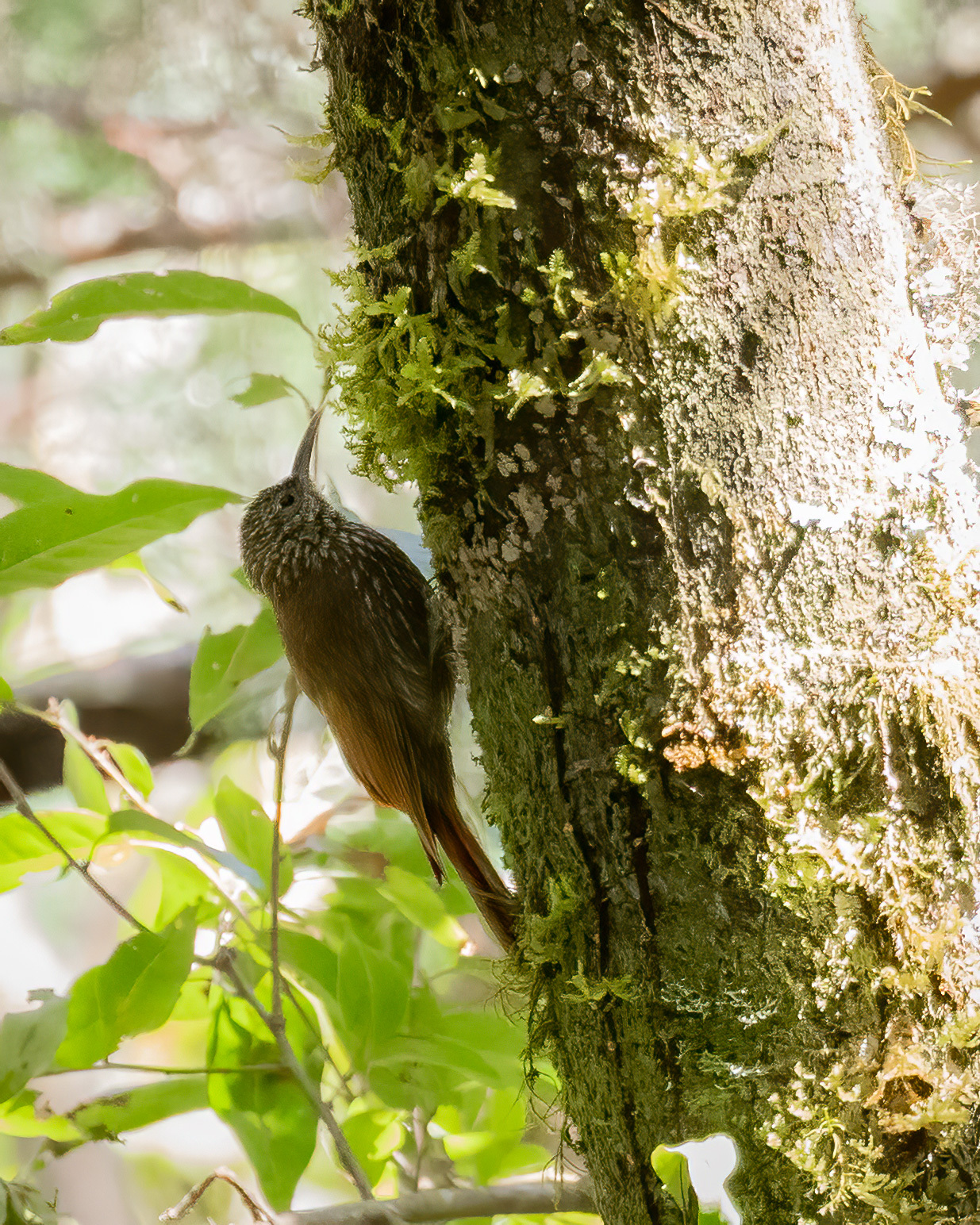 Spot-crowned Woodcreeper (Lepidocolaptes affinis), photo 2