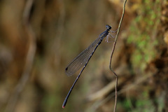 Melanesobasis flavilabris