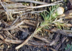 Tripleurospermum inodorum