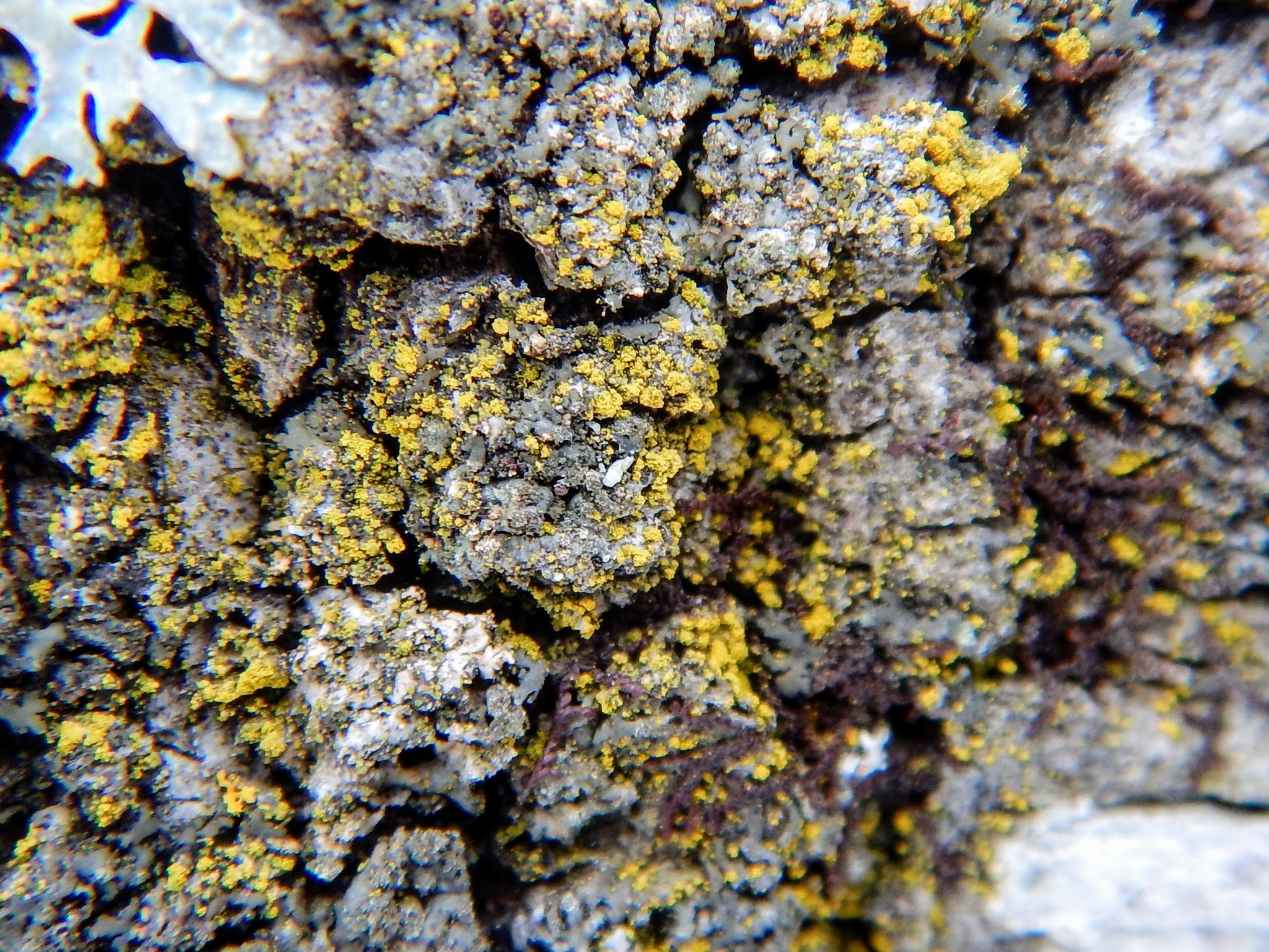 Candelariella image