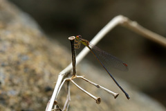 Nesobasis rufostigma